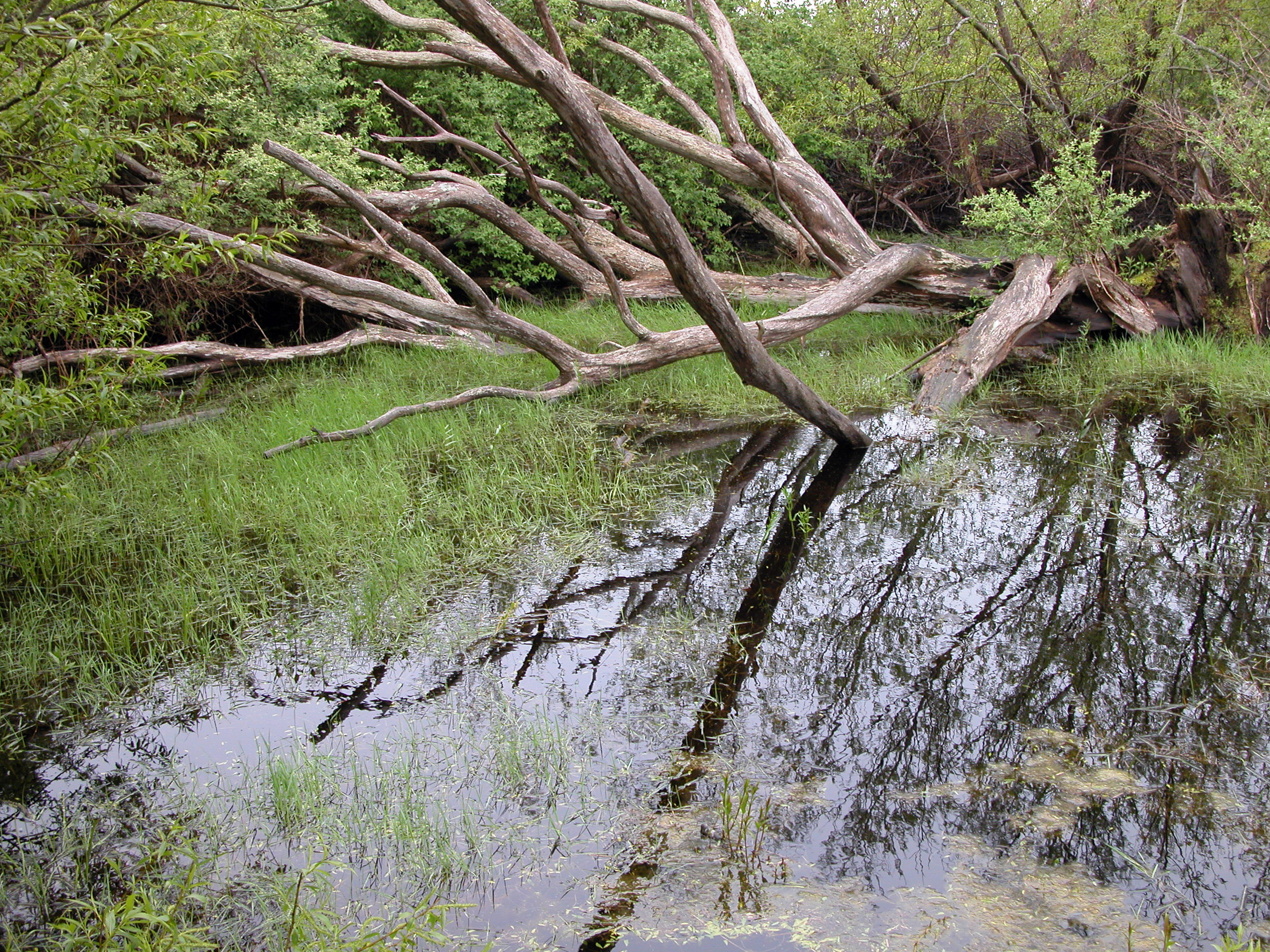 Salt marsh near Cape Cod