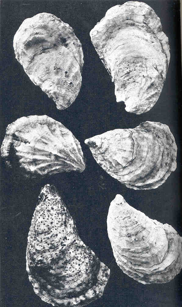 1919 illustration of Cotuit oysters from Cotuit Harbor